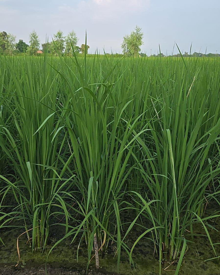 Paddy in the matched control plot