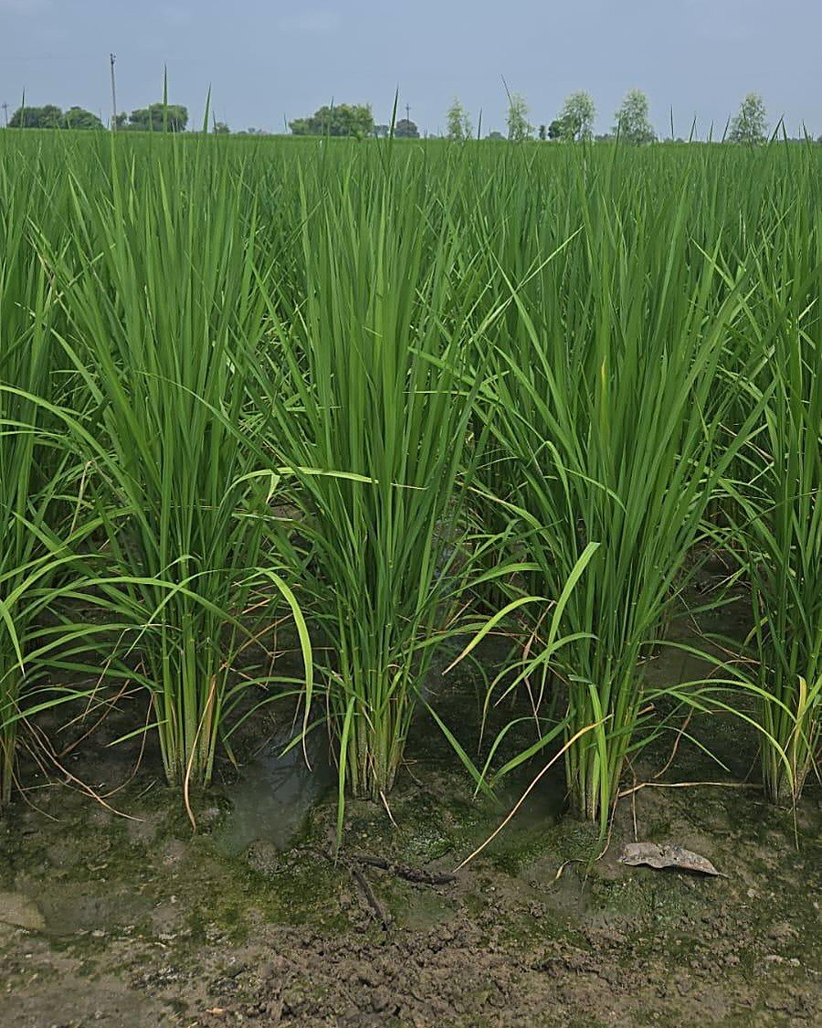 Dense, tall paddy in the biochar treatment plot